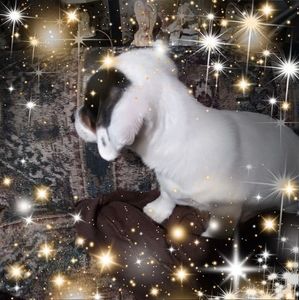 Meet your Posher, Darla